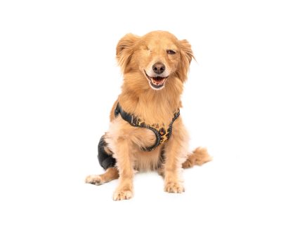 بریس زانو یا زانو بند یک طرفه(knee brace1)