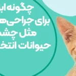 چگونه ابزار مناسب برای جراحی های ظریف مثل چشم و دندان حیوانات انتخاب کنیم؟