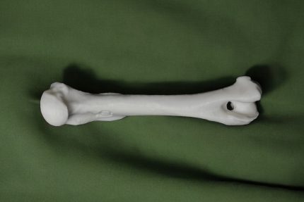 استخوان بازوی سگ