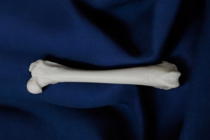 استخوان ران سگ