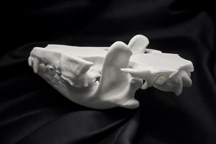 استخوان فک بالا و پایین سگ