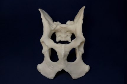 استخوان لگن سگ