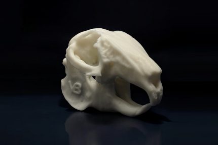 جمجمه خرگوش