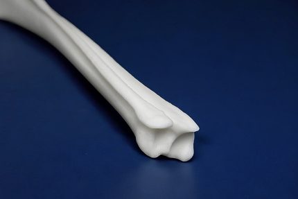 استخوان زند زیرین و زبرین سگ